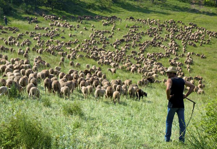 Depuis un an, le nombre d'attaques de loup a augmenté de + 26 %.