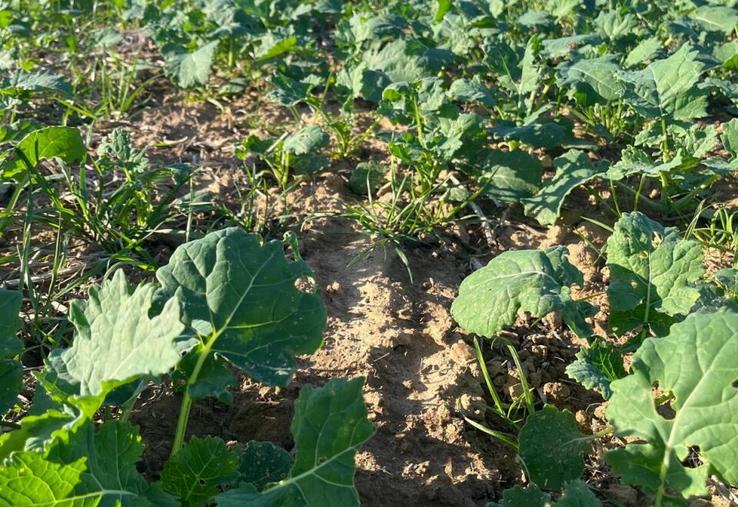 Colza de pois à 6 feuilles.