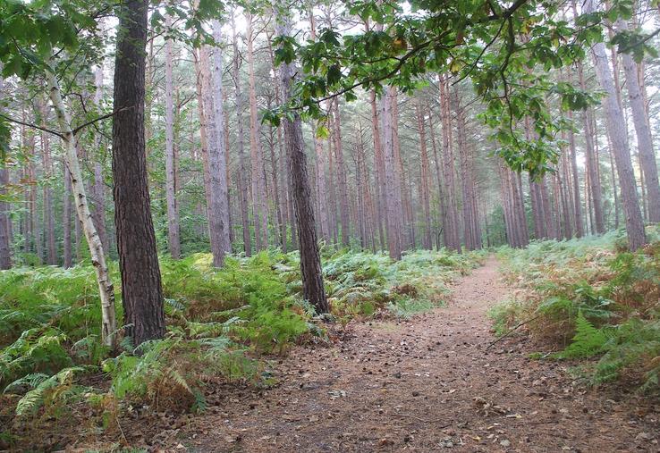 L'Eure est le département le plus boisé de Normandie avec 106 000 ha de forêt privée et 18 000 ha de forêt publique. Le chêne est l'essence la plus représentée suivie du hêtre. En résineux, le Douglas constitue la première essence de reboisement.