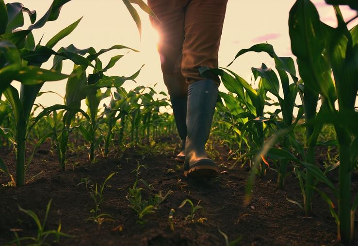 Grâce à l'assurance Multirisque climatique de Groupama, l'EARL Baligand a pu être indemnisée rapidement pour son maïs touché par la sécheresse.