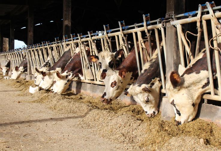 La lutte contre la BVD porte ses fruits, le nombre de cheptels indemnes progresse d'année en année.