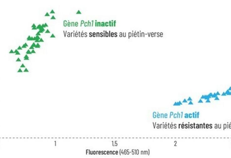 Figure 1 : résistance au piétin-verse repérée par marquage moléculaire du gène Pch1 chez des variétés de blé tendre.