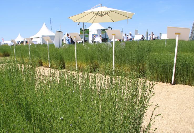 "En 2019, la production nationale était la même qu'en 2024 alors que les surfaces ont augmenté. Le changement climatique doit nous interpeller", a martelé Stéphane Vacher. "Il faut trouver des variétés plus adaptées aux périodes de stress."