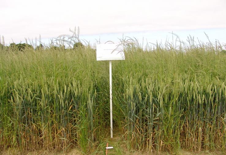 Infestation de ray-grass au champ.