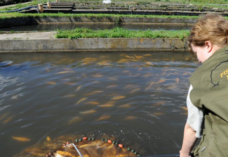 Corinne Sauvegrain, 56 ans, est exploitante de la pisciculture de Bernay. Investie dans son activité, elle œuvre au quotidien pour faire vivre et développer son exploitation, avec un attachement fort à son territoire et à la qualité de sa production.
