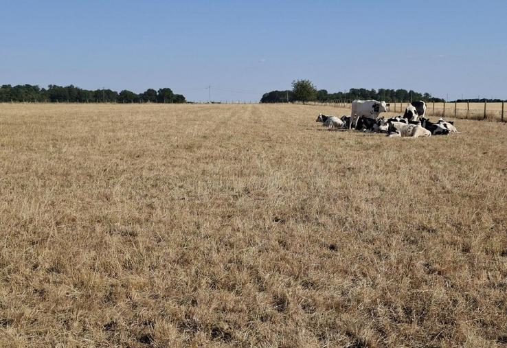 Au 20 juillet, les prairies sont fortement touchées par la sécheresse. Les éleveurs s'inquiètent pour les fourrages à venir.