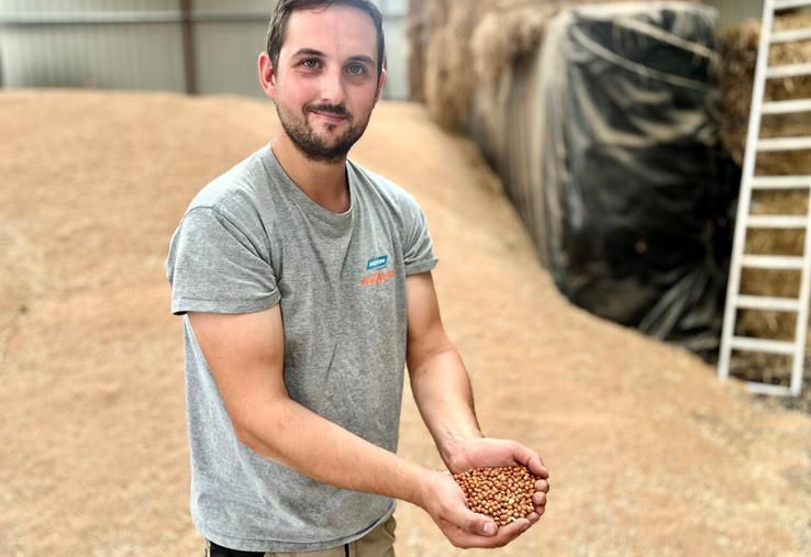 Les pois marbrés seront livrés à d'autres agriculteurs pour faire de l'aliment pour les oiseaux.