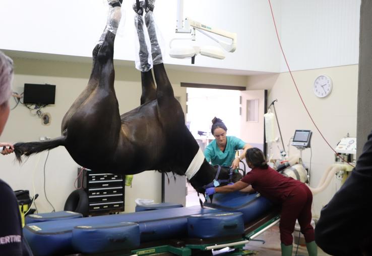 Un cheval sous anesthésie au bloc chirurgical. Au CHVE de Livet, les box post-opératoires sont capitonnés. "Le réveil est une période critique de la chirurgie, avec un taux de mortalité opératoire plus élevé que chez l'humain."
