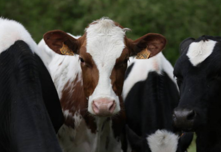 À partir de 2027, l'aide couplée aux légumineuses fourragères sera réservée aux surfaces justifiées par un cheptel herbivore suffisant, avec un seuil fixé à 1 UGB par hectare déclaré.