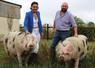 Sana et Ludovic Lemancel élèvent des cochons de Bayeux, à Pont-Hébert, dans la Manche.