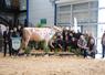 La grande championne du concours régional Prim'Holstein, cette année, est PLK Plusbelle du Gaec Christal de l'Eure.