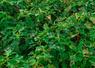 Un foyer de plantes de datura en bord de parcelle à différents stades (Calvados - 2024).