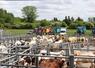 En 2024, la Sicamon enregistre 6 000 ventes de bovins (viande et maigres) et 9 000 ventes d'ovins. Les animaux apportés sont "garantis d'herbage quinze jours et indemnes de BVD", liste Nicolas Séchet.