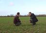 Pascal Legrix et Olivier Hoste dans la parcelle de blé de 22 ha qui était en maïs auparavant. "C'est la première année que je ne fais pas de déclaration de dégâts de maïs", se satisfait l'agriculteur de Goustrainville (14)