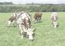 Le rendement apparent par vache laitière (VL) a fortement progressé, compensant une nouvelle baisse du cheptel.