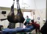 Un cheval sous anesthésie au bloc chirurgical. Au CHVE de Livet, les box post-opératoires sont capitonnés. "Le réveil est une période critique de la chirurgie, avec un taux de mortalité opératoire plus élevé que chez l'humain."