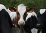 À partir de 2027, l'aide couplée aux légumineuses fourragères sera réservée aux surfaces justifiées par un cheptel herbivore suffisant, avec un seuil fixé à 1 UGB par hectare déclaré.