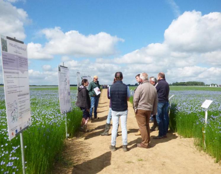 Techniciens et agriculteurs étaient invités à découvrir les
essais menés sur les stratégies de lutte contre les altises.