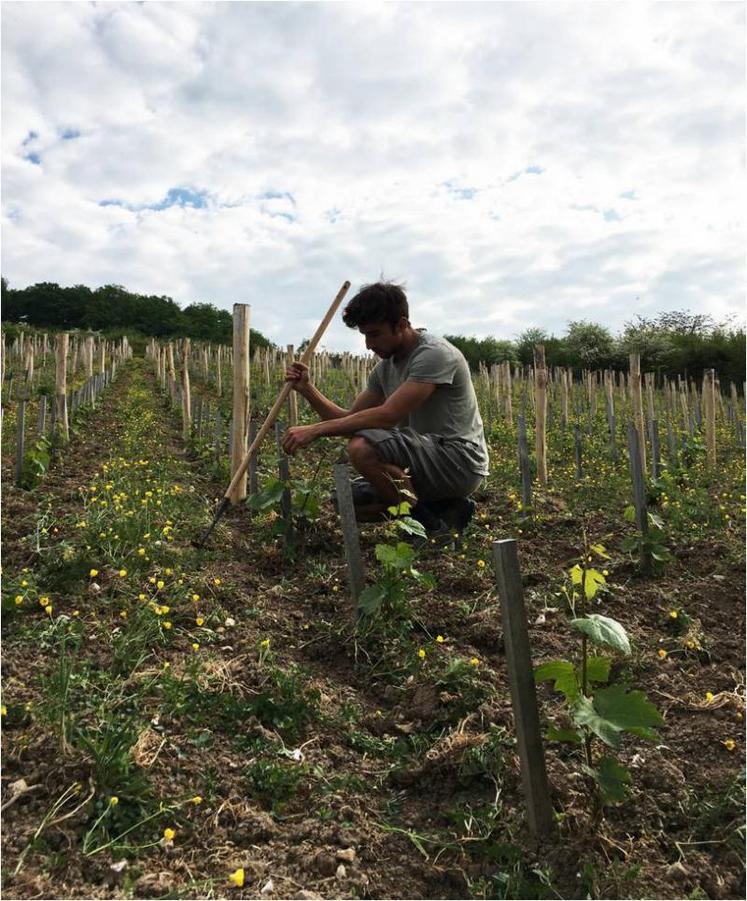 Les côteaux de Giverny avec ses 6 400 pieds de Chardonnay.