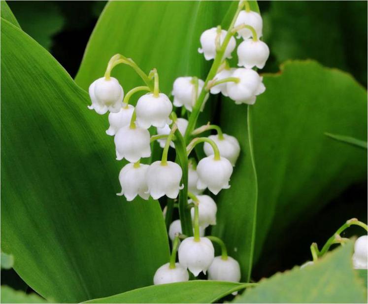 La vente du muguet par les grandes surfaces et les commerces dits « essentiels » est remis en cause par les fleuristes