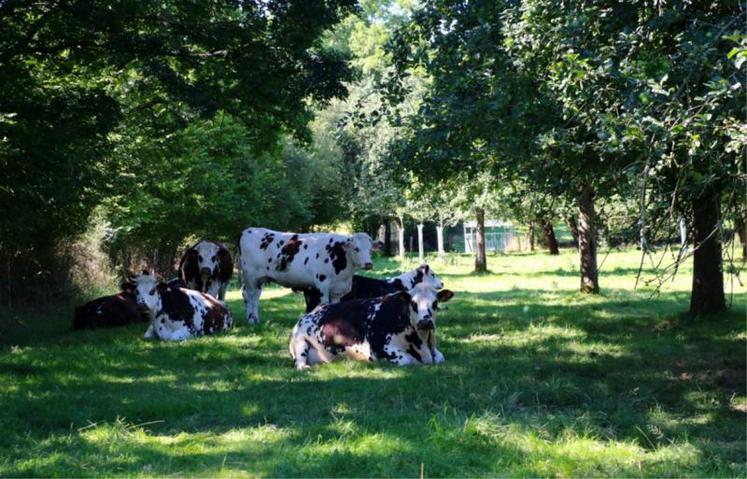 Boeufs, génisses et vaches de réforme de race Normande peuvent être commercialisés grâce au contrat tripartite entre Lidl, Socopa et NatUp.