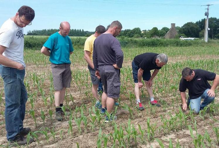 Un groupe d’agriculteurs normands membres d’un GIEE dans une parcelle.