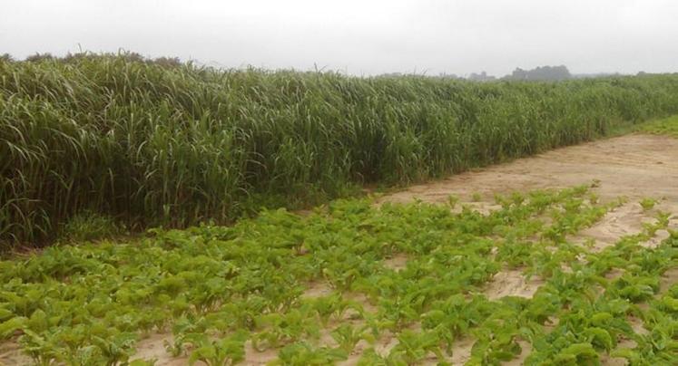 Bande de miscanthus implantée pour limiter le ruissellement et l’érosion des sols dans une parcelle cultivée, valorisée en litière bovine. © DR