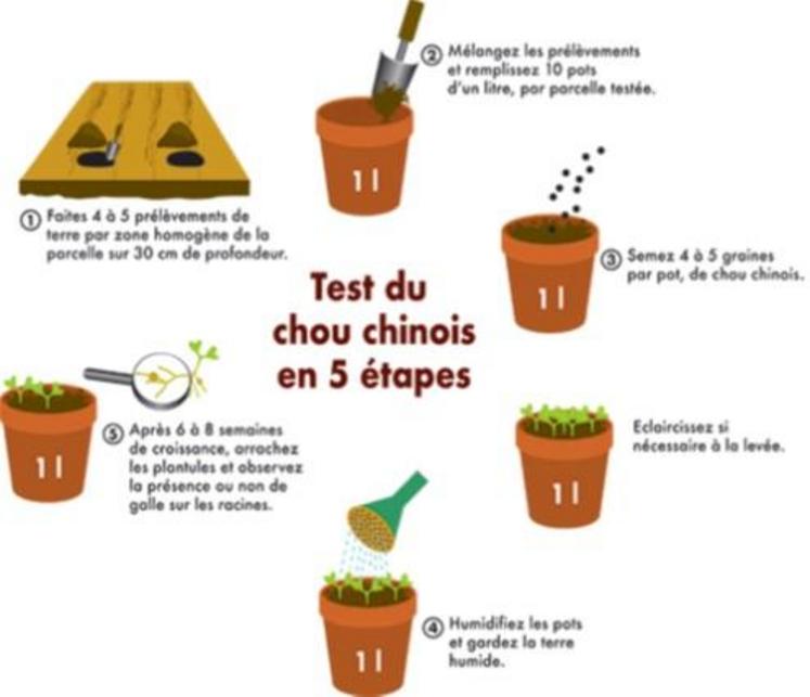 Test du chou chinois en 3 étapes