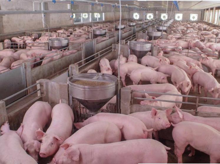 L’Ifip souligne que le porc peut être un acteur de la valorisation de nombreux coproduits.