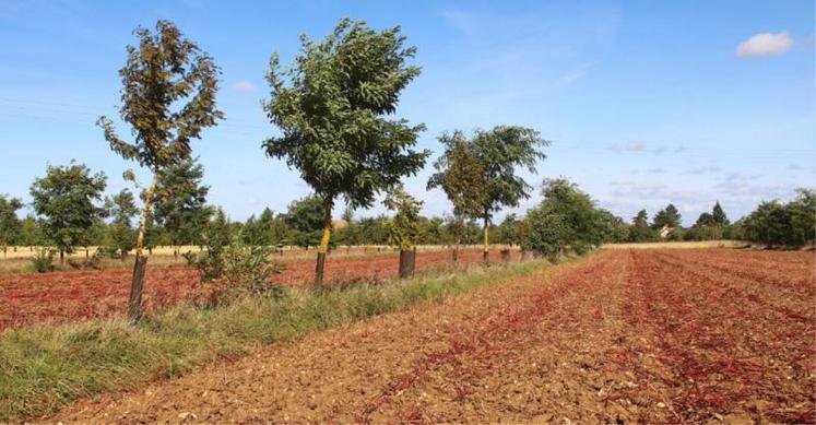 A Villiers-en-Desoeuvre (27). L’introduction de l’arbre en milieu agricole induit une diversification de l’habitat et donc des habitants. Il va héberger une biodiversité nouvelle composée certes de ravageurs potentiels, mais également, d’auxiliaires des cultures qui vont participer à la limitation des populations de ravageurs.