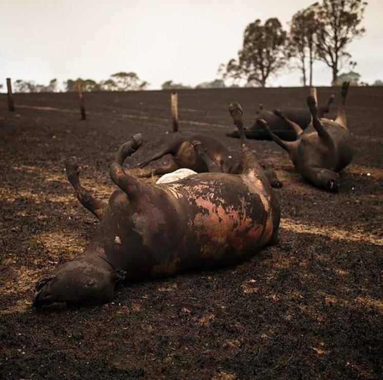 La ministre de l’Agriculture, Bridget McKenzie, recommande aux éleveurs de photographier leur bétail mort et blessé pour les réclamations d’assurance.
