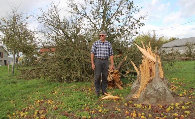 Chez Franck Guesdon, une cinquantaine d'arbres (pommiers et poiriers) à terre. Ils viennent s'ajouter aux dégâts de 1999.