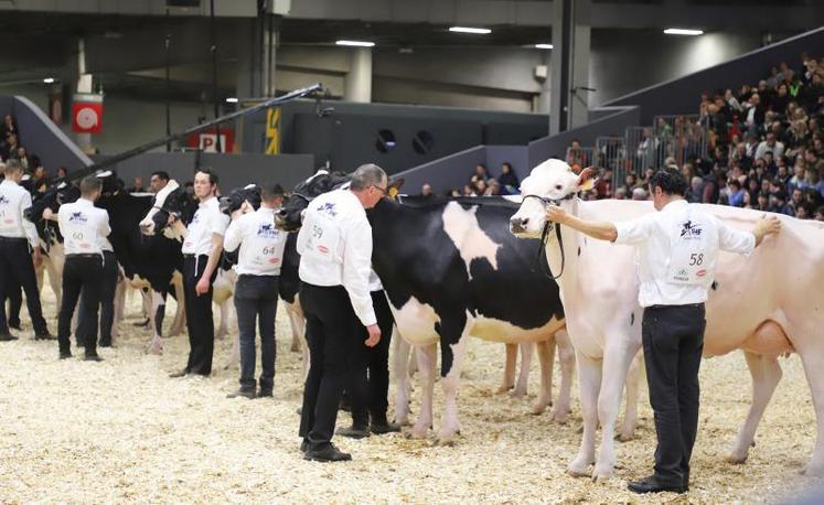 A l’issue du concours Prim’Holstein, le Gaec Christal à Saint-Vincent du- Boulay décroche les 3e et 11e rangs pour deux femelles en 4e lactation.