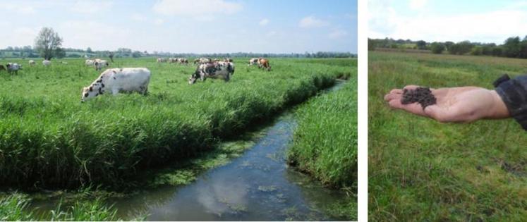 Des études réalisées en 1949 sur l’ensemble des régions tourbeuses françaises indiquaient que la Basse-Normandie (marais du Cotentin et du Bessin + marais de la Dives) constituait la 1re région
en termes de stockage de carbone. En 2018, elle est toujours la première région malgré une perte de 3 904 833 tonnes soit 9 % du stock initial en 70 ans.