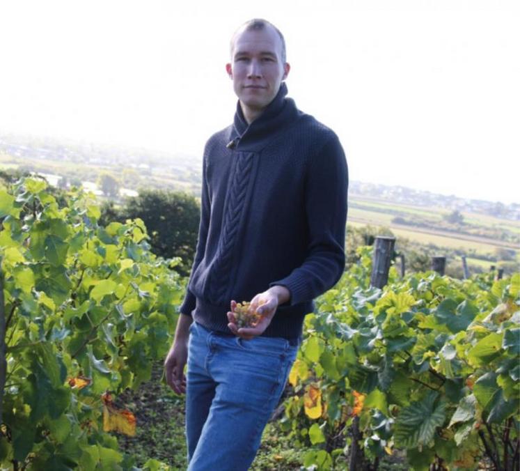 D'ici quelques semaines, François Lecourt devra attaquer la taille des pieds de vigne : « les vendanges ne sont pas la si grosse étape. Le gros du travail, c'est toute l'année ».