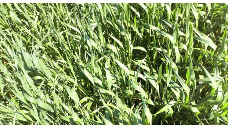 On recherche des blés plutôt hauts et couvrants, avec un bon compromis
rendement/protéines