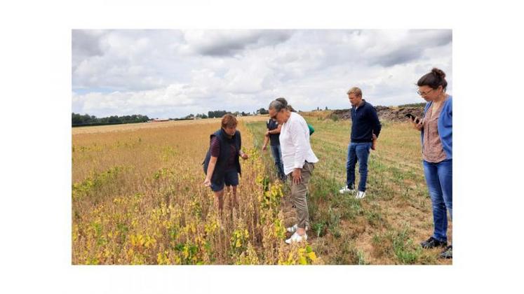 Virginie Bernard montre sa nouvelle culture de quinoa à Marie-Christine Join-Lambert, le 15 juillet.