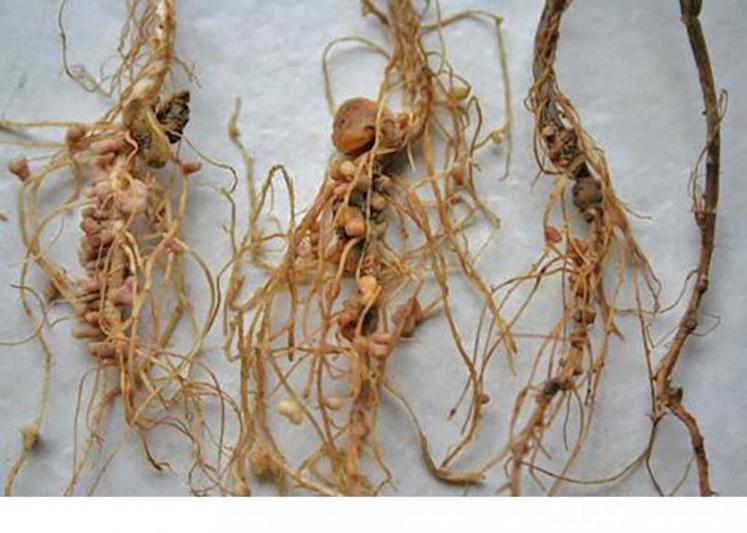 Comparaison de racines saines et racines avec aphanomyces.
