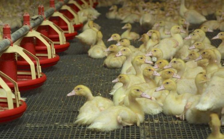 L’ensemble du territoire est concerné, ce qui représente environ 64 millions de canards à vacciner.