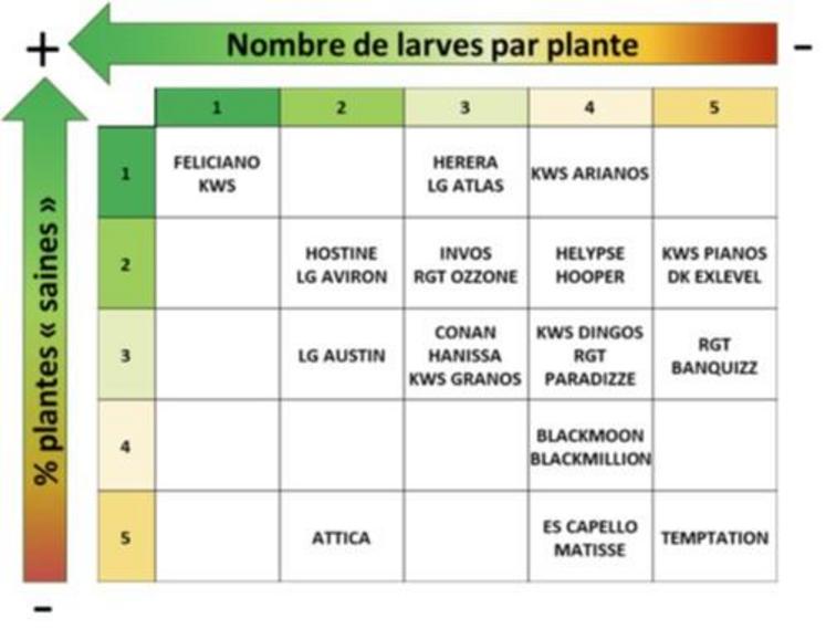 Groupes statistiques de l’analyse des résultats du nombre de larves par plante et du pourcentage de plantes « saines » des variétés évaluées
en 2022 (de 1 à 5 ; 1 : variétés ayant le meilleur comportement).