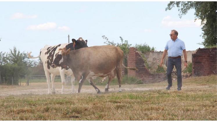 Partout dans l'Eure, les prairies ne sont plus que paillasson (comme ici chez Laurent Duclos à St-Mards-de-Fresne). Côté maïs et en certains endroits, la perte de rendement pourrait dépasser les 50 %, une situation fourragère qui vient aggraver la conjoncture.