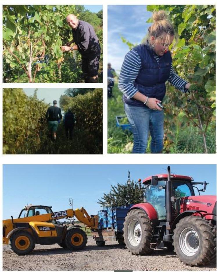 Quatre demi-journées de travail, à raison d’une douzaine de bénévoles, ont été nécessaires pour récolter les 1,6 ha.