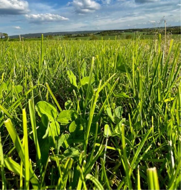 Les prairies multi-espèces sont incontournables pour tendre vers l’autonomie alimentaire et sécuriser les systèmes.