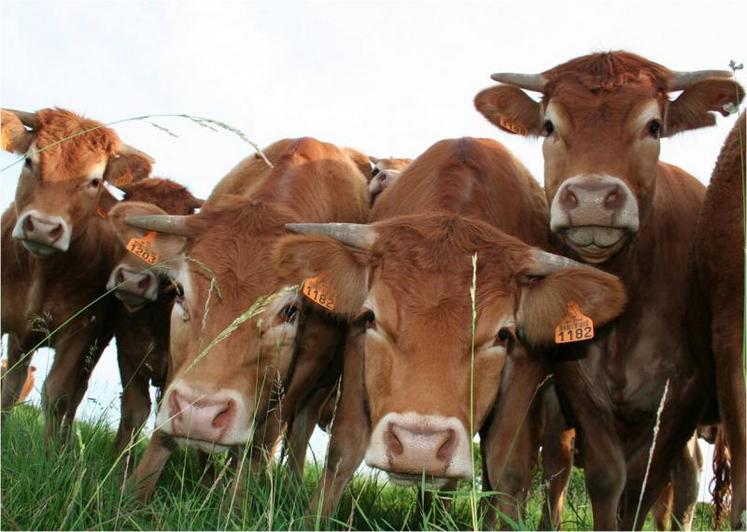 Les éleveurs sont appelés à retenir leurs animaux en
ferme afin d’obtenir de meilleurs prix.