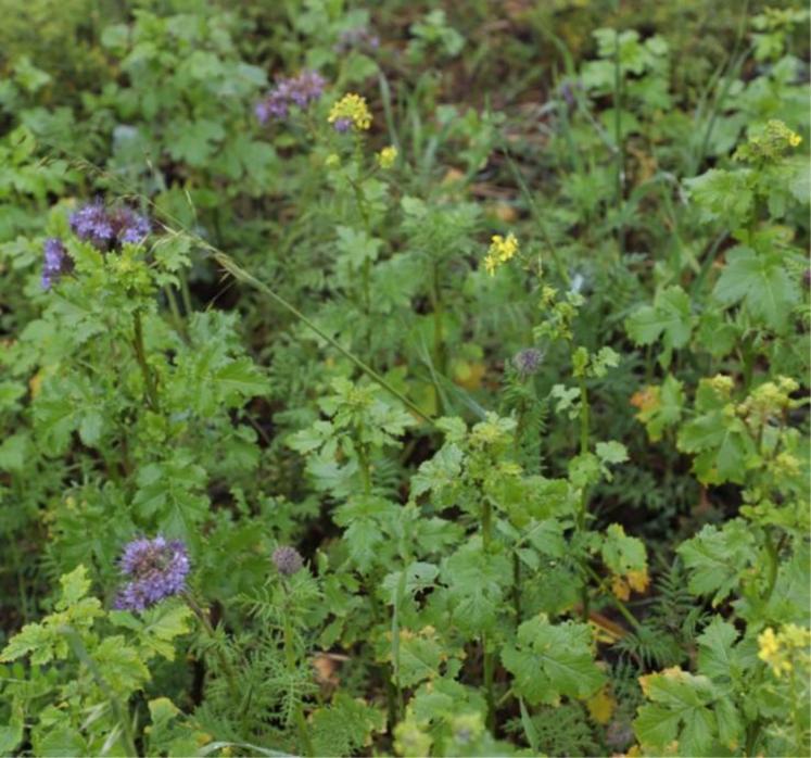 Les agriculteurs ne demandant pas de dérogation, doivent maintenir
le couvert jusqu’au 15 octobre 2022.