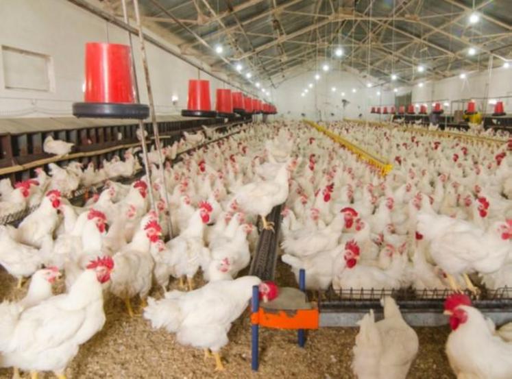 Les importations continuent d’augmenter avec désormais plus d’un poulet sur deux consommé en France qui n’est pas produit en France.