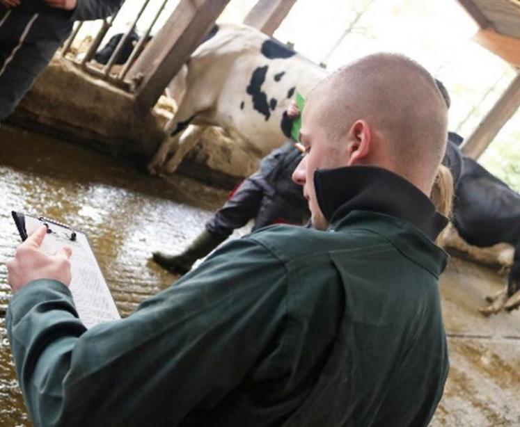 Les candidats jugent les animaux selon une grille de pointage : qualités corporelles, corpulence, musculature, membres spécifiques, aplombs, allures, aspect général de l’animal. Les réponses des candidats sont comparées à celles d’un jury de référence.