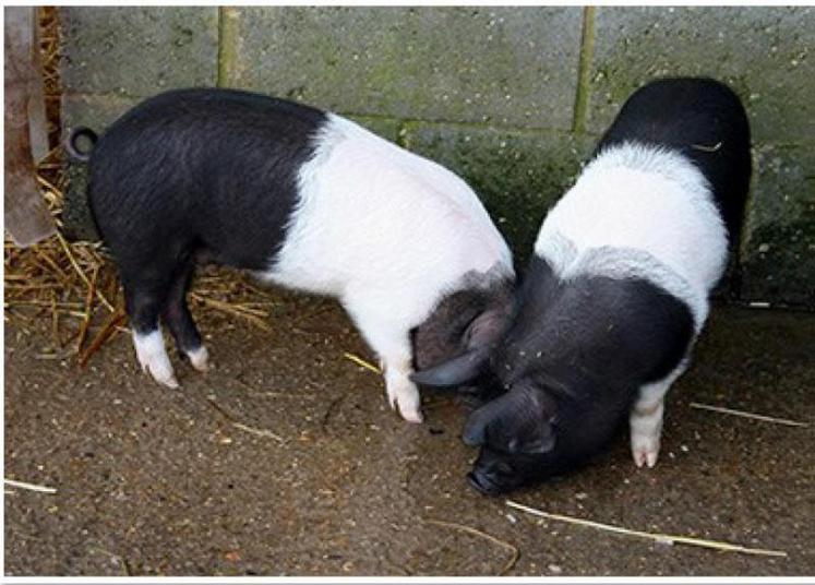 Un cochon nain n’est pas un cochon miniature : il a le gabarit d’un gros chien, il vit vieux et a des besoins pécifiques à
son espèce.