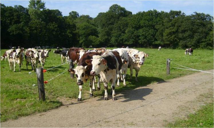 Des vaches laitières en pâturage devant une entrée de
paddock.