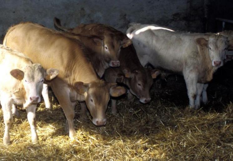 Les FAR ont pour objet de constituer une solidarité financière entre les éleveurs pour supporter tout ou partie des pertes économiques liées à des motifs de saisies ne dépendant pas des acteurs de la filière pour tous bovins âgés de 8 mois ou plus destinés à l'abattage en France.